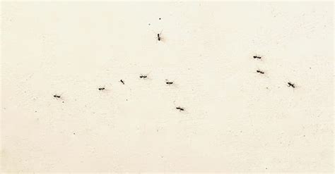 房間突然出現很多螞蟻 如何對付辦公室小人